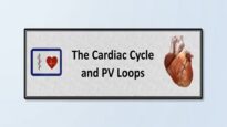 The Cardiac Cycle and PV Loops