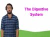 The Digestive System