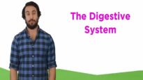 The Digestive System