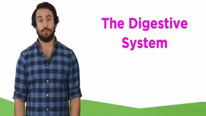 The Digestive System