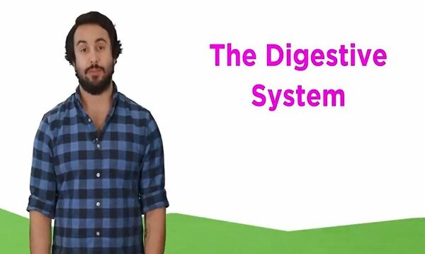 The Digestive System