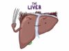 Anatomy of the abdominal viscera Liver, biliary ducts and gallbladder