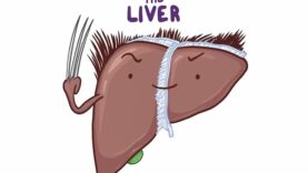 Anatomy of the abdominal viscera Liver, biliary ducts and gallbladder