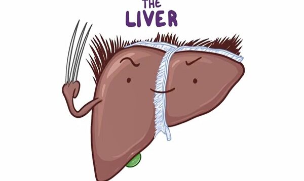 Anatomy of the abdominal viscera Liver, biliary ducts and gallbladder