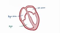 Atrial fibrillation A fib, AF causes, symptoms, treatment pathology
