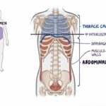 Abdominal quadrants, regions, and planes