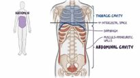 Abdominal quadrants, regions, and planes