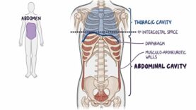 Abdominal quadrants, regions, and planes