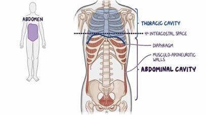 Abdominal quadrants, regions, and planes