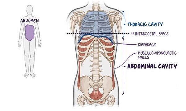 Abdominal quadrants, regions, and planes