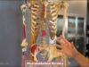 Anatomy Masterclass_ The Abdominal Cavity