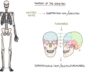 Anatomy of the Skeleton