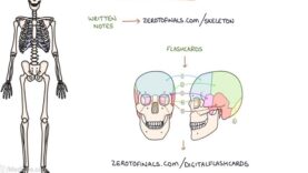Anatomy of the Skeleton