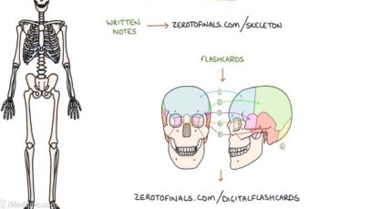 Anatomy of the Skeleton