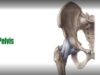 Bones of the Pelvis – Human Anatomy