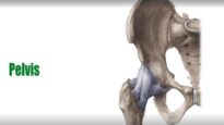 Bones of the Pelvis – Human Anatomy