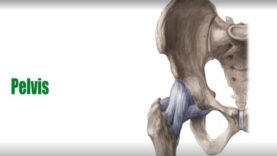 Bones of the Pelvis – Human Anatomy