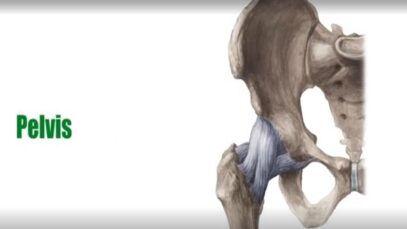 Bones of the Pelvis – Human Anatomy