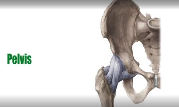 Bones of the Pelvis – Human Anatomy