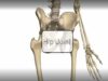 Hip Joint – 3D Anatomy Tutorial