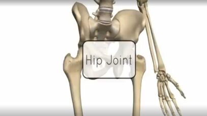 Hip Joint – 3D Anatomy Tutorial