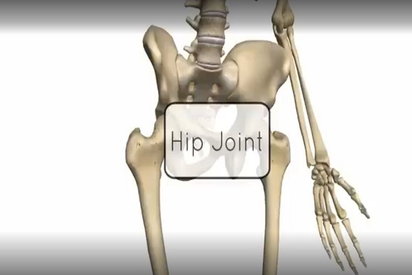 Hip Joint – 3D Anatomy Tutorial