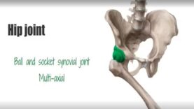 Hip joint Bones, ligaments, blood supply and innervation Anatomy