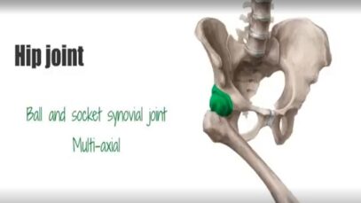 Hip joint Bones, ligaments, blood supply and innervation Anatomy