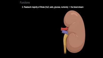 Kidney anatomy