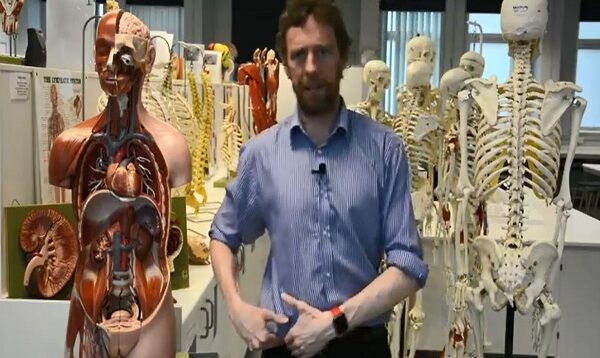 Kidney anatomy1