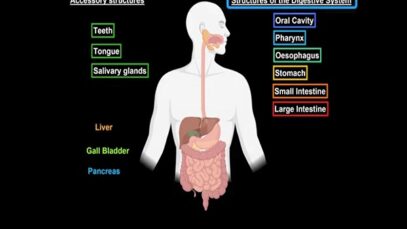Liver Anatomy Function, Topography, External Structures, Ligaments
