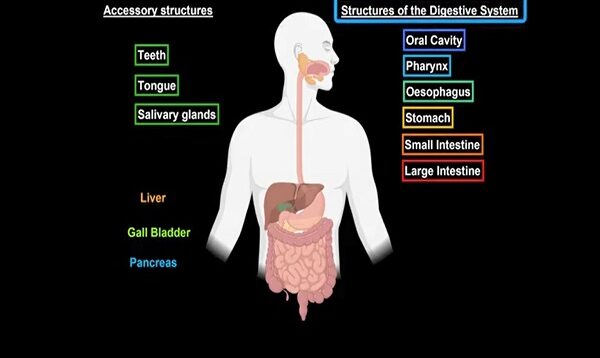 Liver Anatomy Function, Topography, External Structures, Ligaments