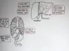 Liver Anatomy and Blood Supply