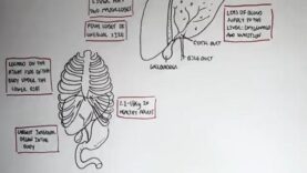 Liver Anatomy and Blood Supply