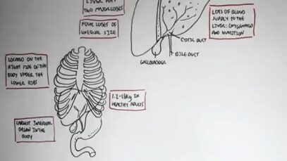 Liver Anatomy and Blood Supply