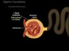 The Nephron