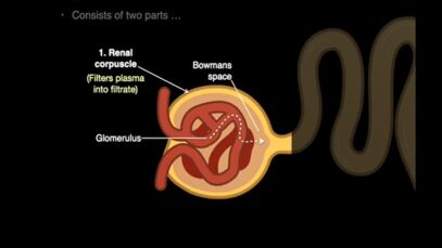 The Nephron