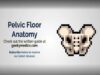 Pelvic Floor Anatomy 3D Anatomy Tutorial