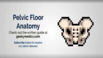 Pelvic Floor Anatomy 3D Anatomy Tutorial