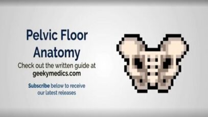 Pelvic Floor Anatomy 3D Anatomy Tutorial