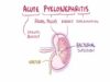Acute pyelonephritis urinary tract infection causes, symptom