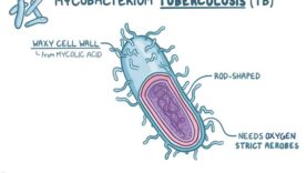 Tuberculosis causes, symptoms, diagnosis, treatment, pathology