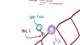 Viral hepatitis A B C D E cause symptoms diagnosis treatment pathology